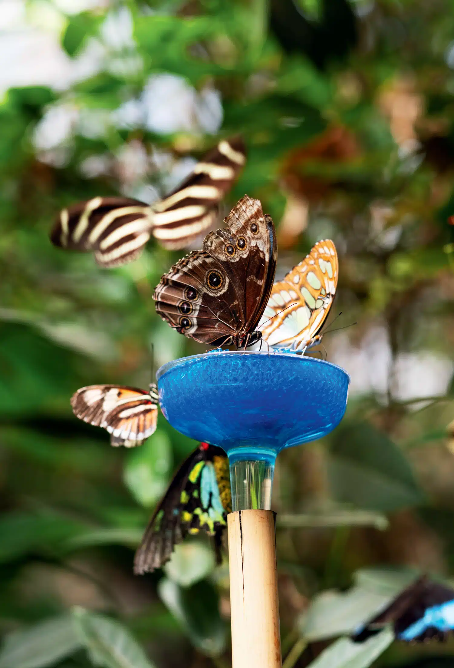 Magic Wings Butterfly Conservatory & Gardens in South Deerfield, Massachusetts