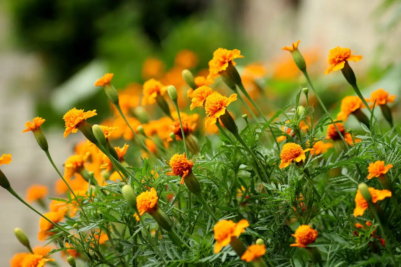 Plants That Repel Insects and Garden Pests | Natural Gardening