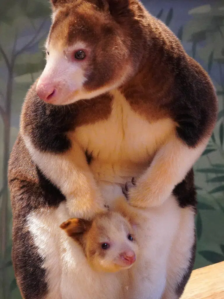 Matschie's Tree Kangaroo Mom and Baby in Pouch