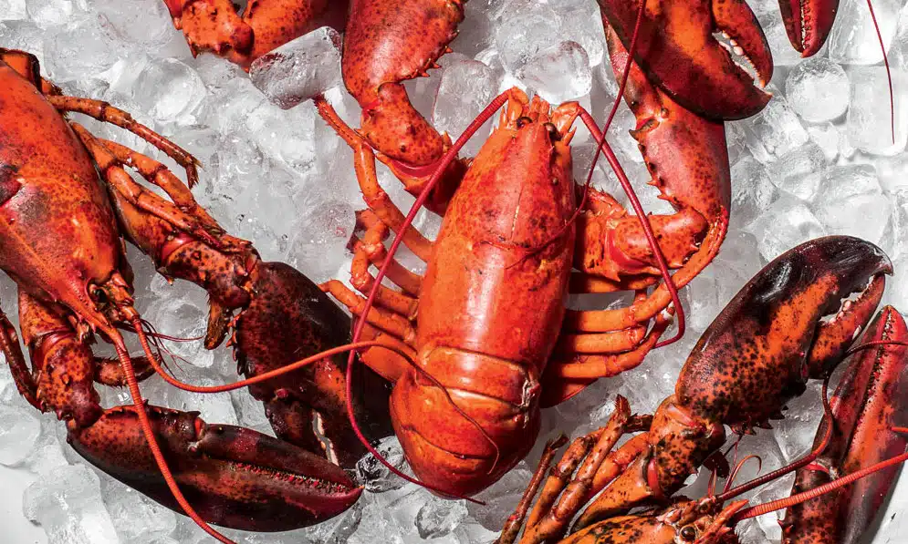 5 Mistakes to Avoid When Cooking Lobster