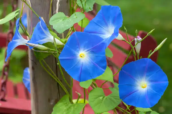 10 Flowers That Reseed Themselves