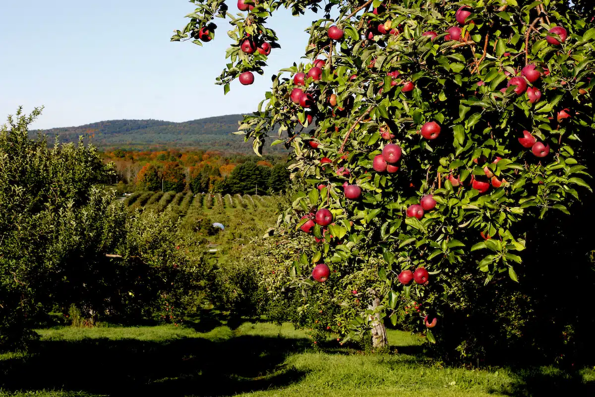 Explore Massachusetts Farms and Fresh Flavors 
