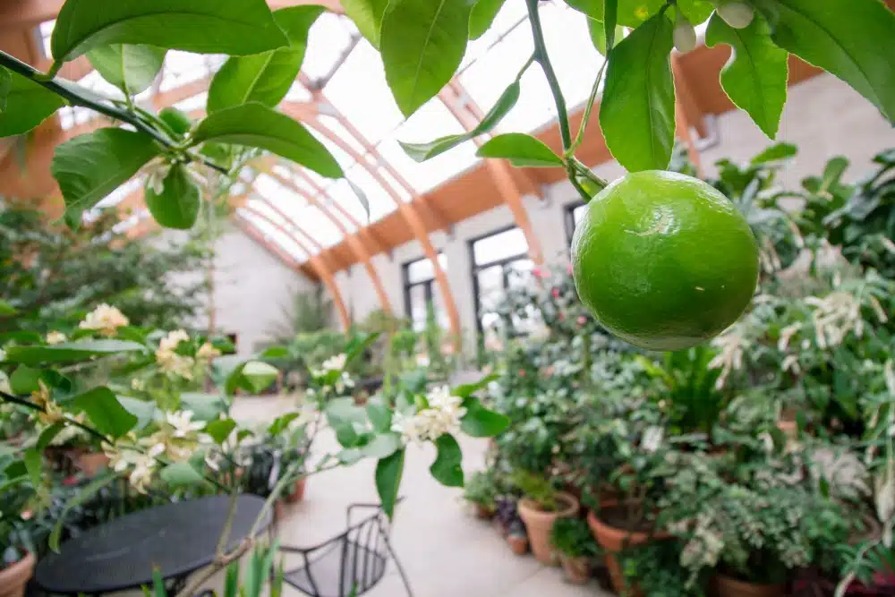 4 Indoor Gardens to Escape the New England Winter