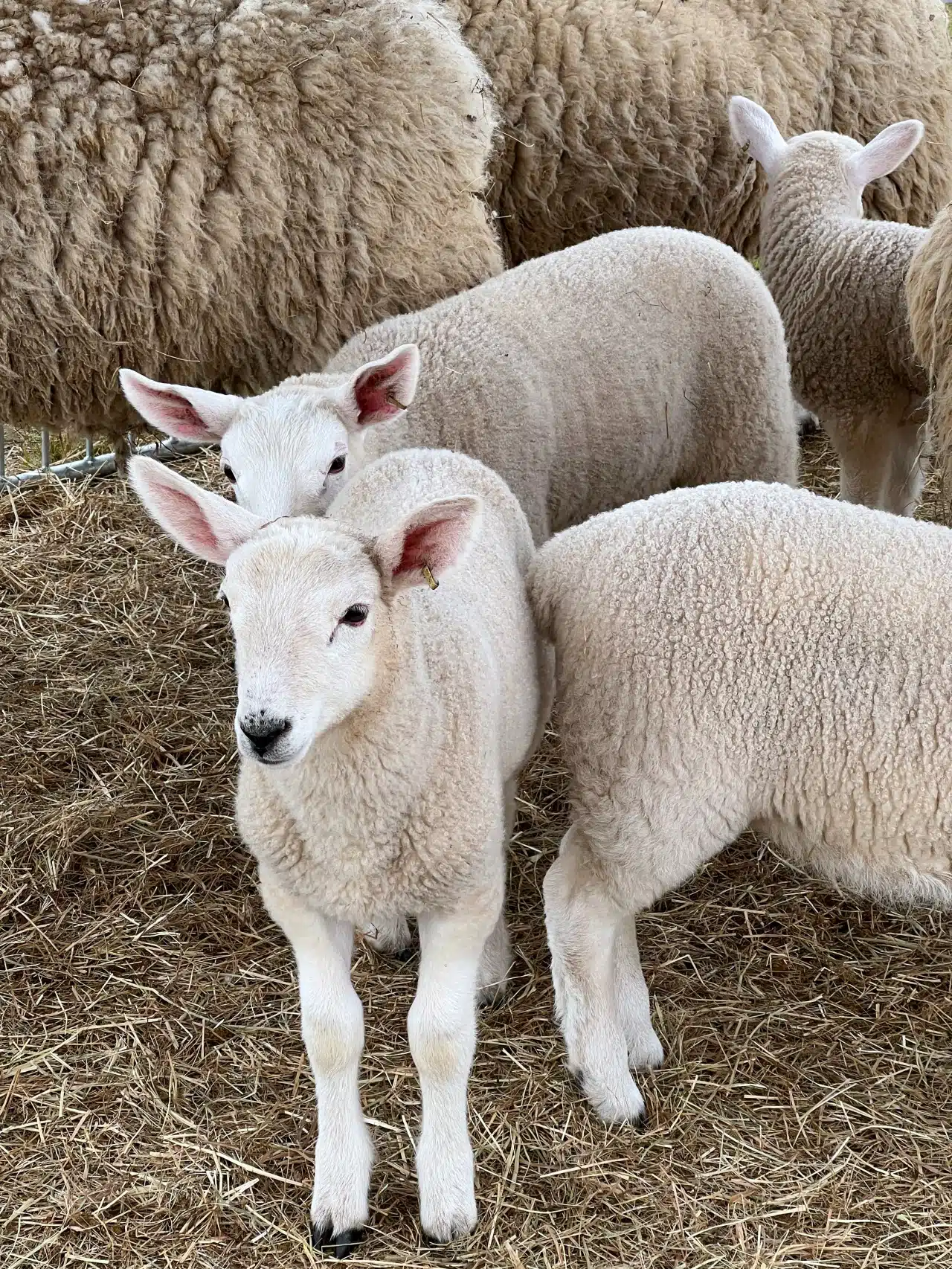 New England Sheep and Wool Festivals