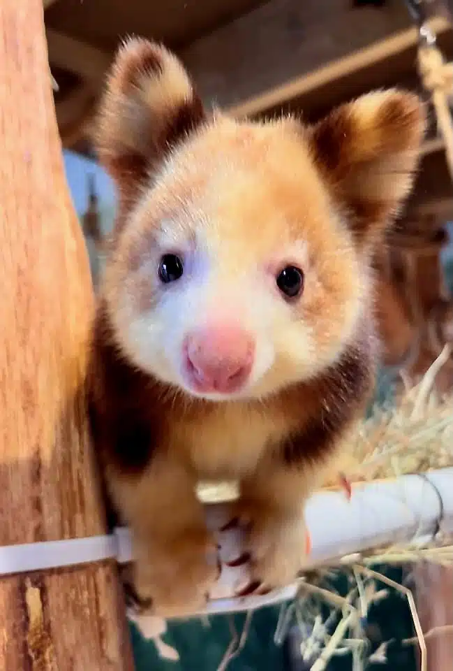 Meet the Cutest Baby in New England