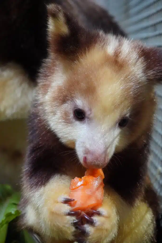 Baby Matschie's tree-kangaroo eating