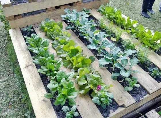 How to Make a Wood Pallet Garden