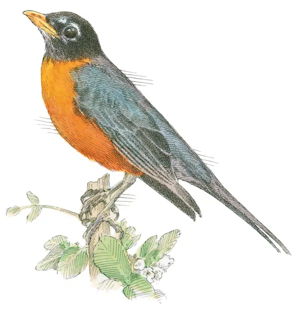 Rite of Return | A Connecticut Migratory Bird Parade