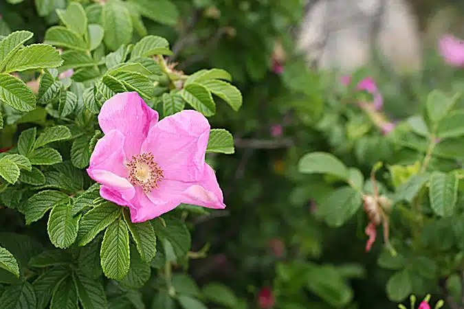 Easiest Roses to Grow in New England
