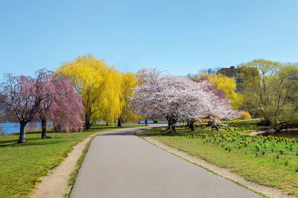 Bloom Time | Spring Comes to the Boston Public Garden