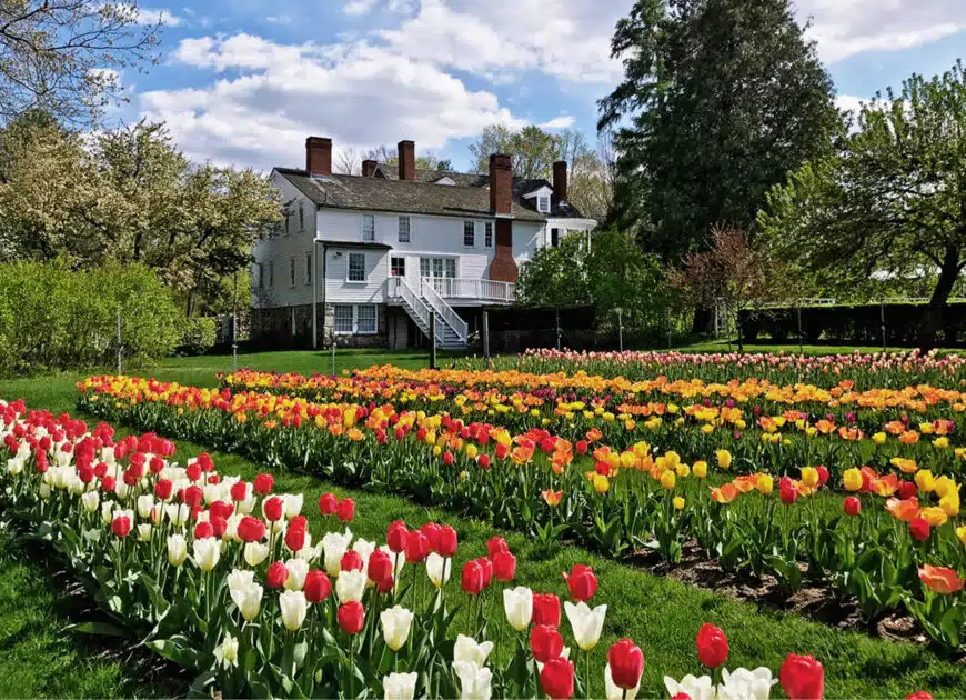 Rows of red, yellow, and white tulips bloom in a garden in front of a large, white two-story house with chimneys and trees under a partly cloudy sky.
