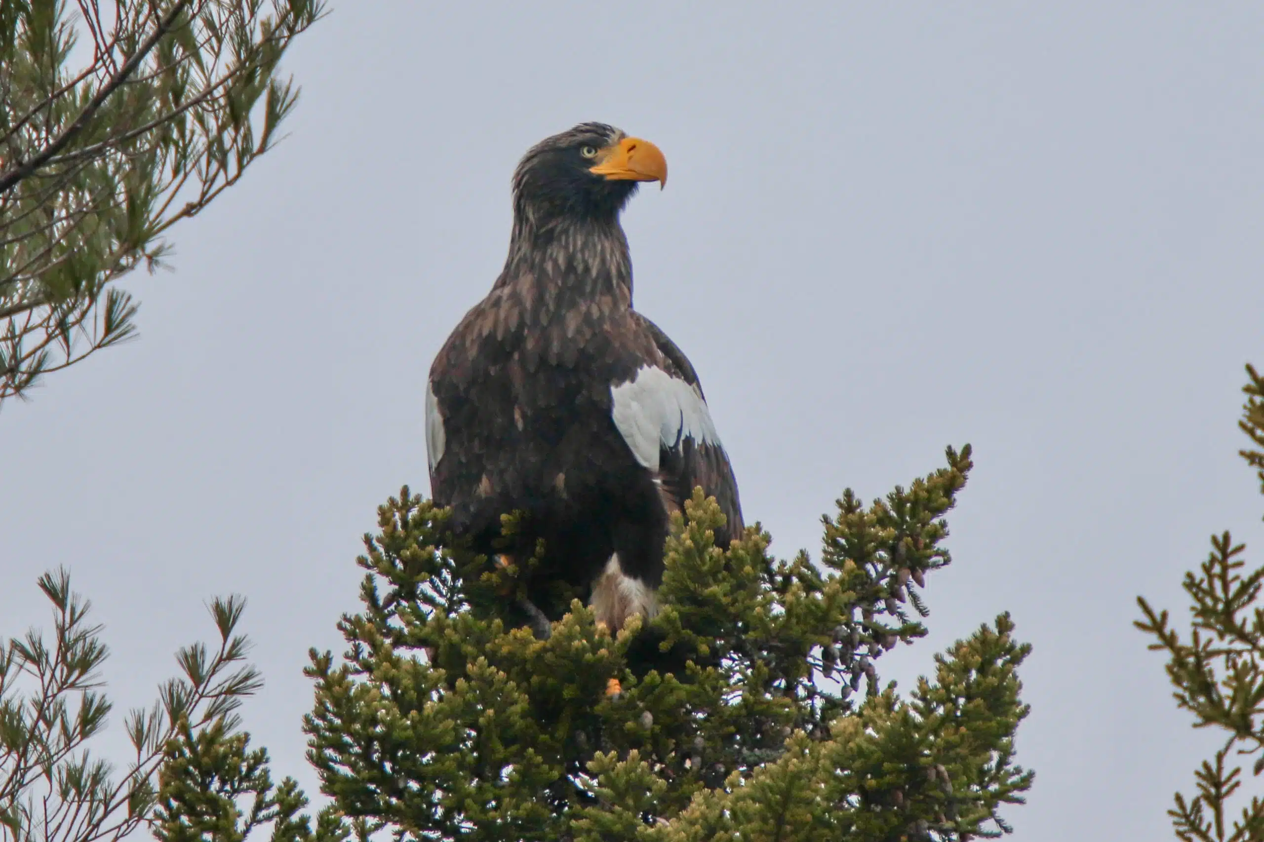 See a Rare Steller’s Sea Eagle in Maine