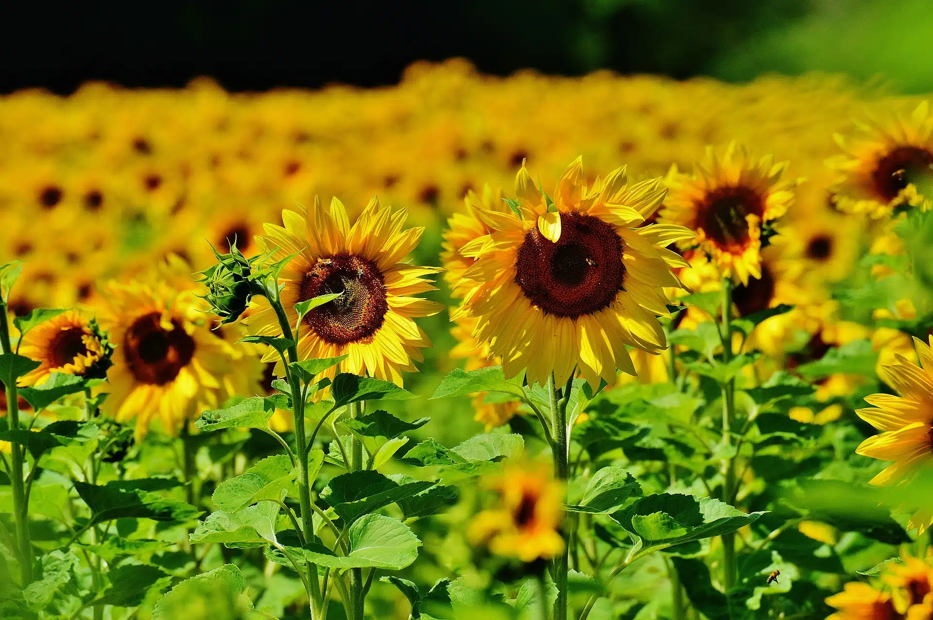 How to Grow Sunflowers & Harvest Sunflower Seeds