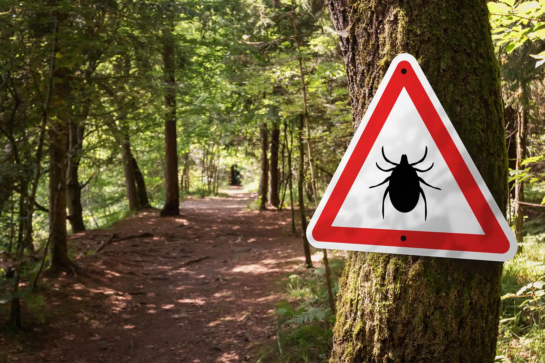 How to Protect Yourself from Ticks & Lyme Disease