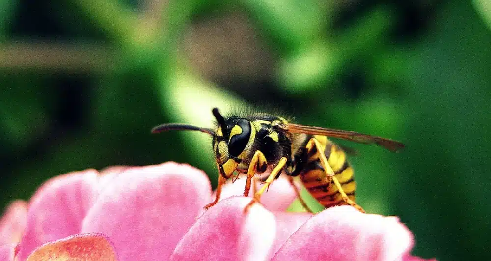 How to Treat Bee Stings and Other Bug Bites