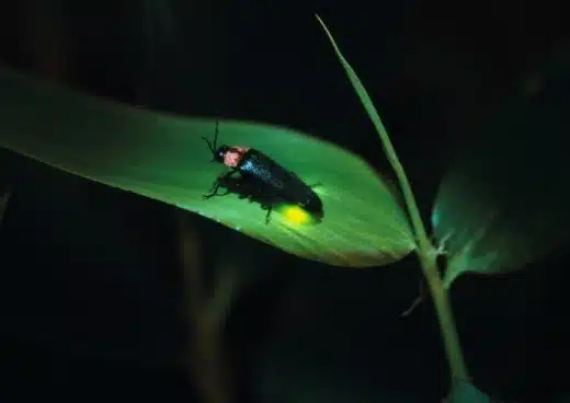 What Do Fireflies Eat? | All About Fireflies