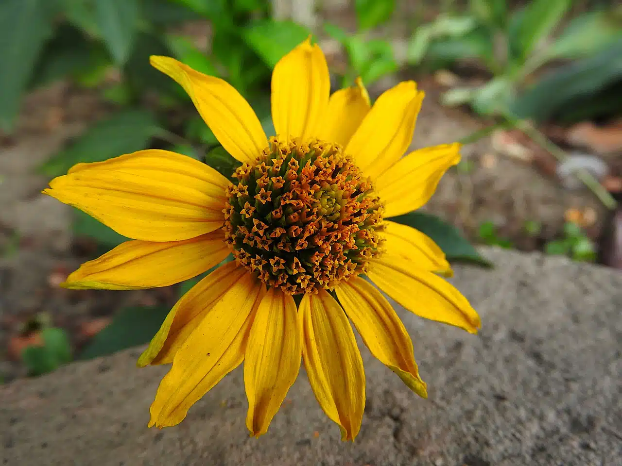 When to Cut Perennial Plants Down | Gardening Advice