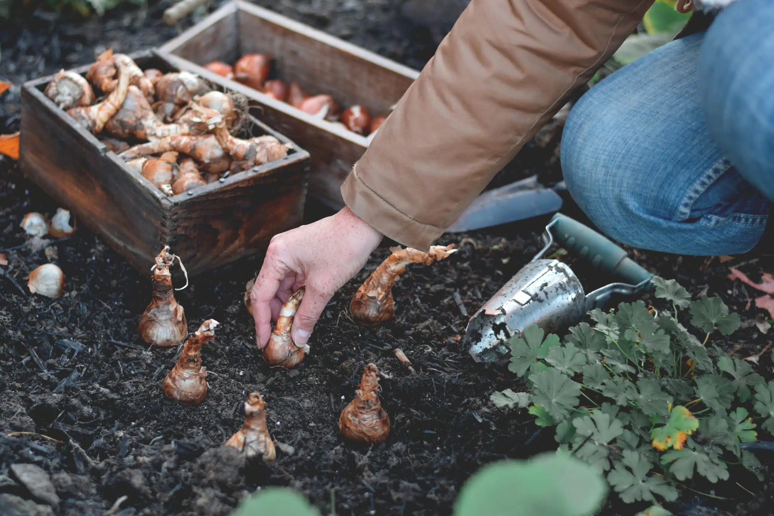 New England Fall Planting Guide | What to Plant Before the First Frost