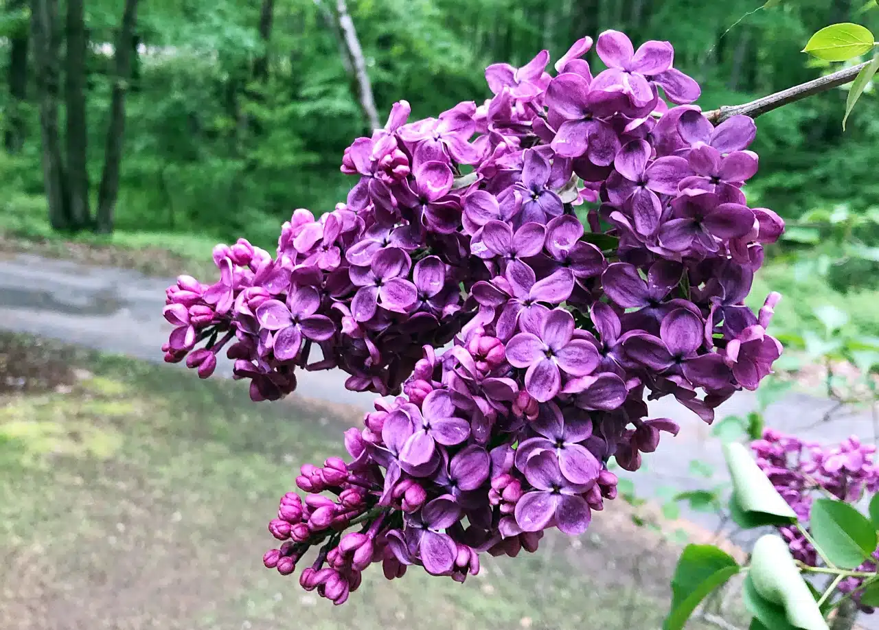 When to Prune Shrubs | Gardening Advice