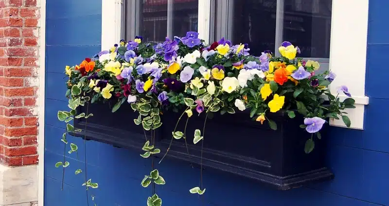 How to Have Beautiful Window Boxes | Tips & Advice