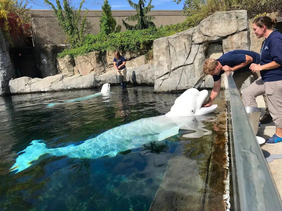 6 Unforgettable New England Animal Encounters
