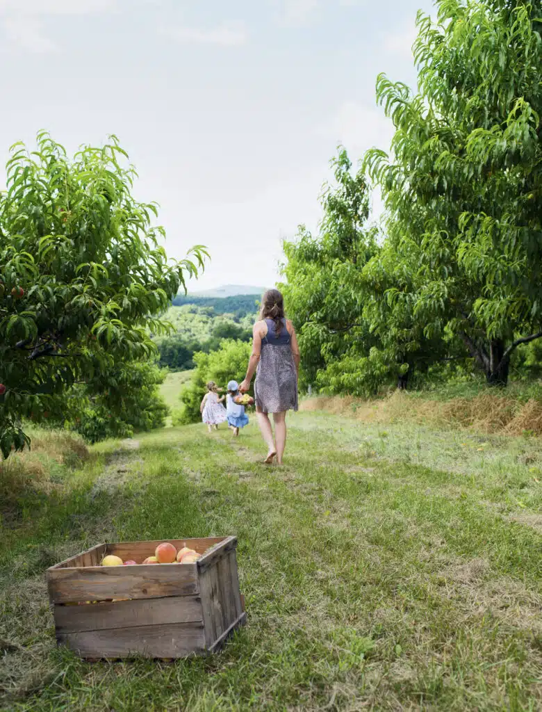 A woman and two children walk through an orchard, with a wooden crate containing peaches on the grass in the foreground.